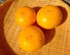 画像1: 木熟春峰（しゅんぽう）家庭用　 約３ｋｇ・６ｋｇ／税・送料込み (1)