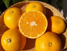 画像1: 木熟春峰（しゅんぽう）　A級品　約３ｋｇ・６ｋｇ／税・送料込み (1)