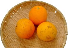 画像1: 木熟ネーブルオレンジ 家庭用   約４ｋｇ・８ｋｇ／税・送料込み (1)