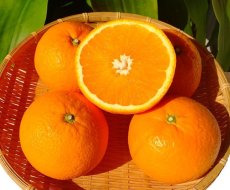 画像1: 木熟 清見オレンジ  A級品  約４ｋｇ・８ｋｇ／税・送料込み (1)