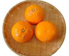 画像1: 木熟清見オレンジ　家庭用  約４ｋｇ・８ｋｇ／税・送料込み (1)