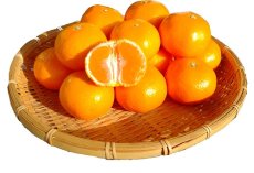 画像1: 紀南の温州みかん　家庭用  S 〜Ｌ 約４ｋｇ・８ｋｇ／税・送料込み (1)