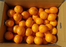 画像2: 紀南の温州みかん　家庭用  S 〜Ｌ 約４ｋｇ・８ｋｇ／税・送料込み (2)