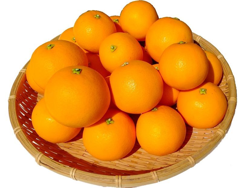 画像1: 木熟バレンシアオレンジ  A級品 Ｌ〜 ２Ｌ 約３ｋｇ／送料無料 (1)