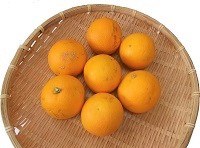 画像1: 木熟バレンシアオレンジ  家庭用（無選別） Ｌ〜 ２Ｌ 約３ｋｇ／送料無料 (1)